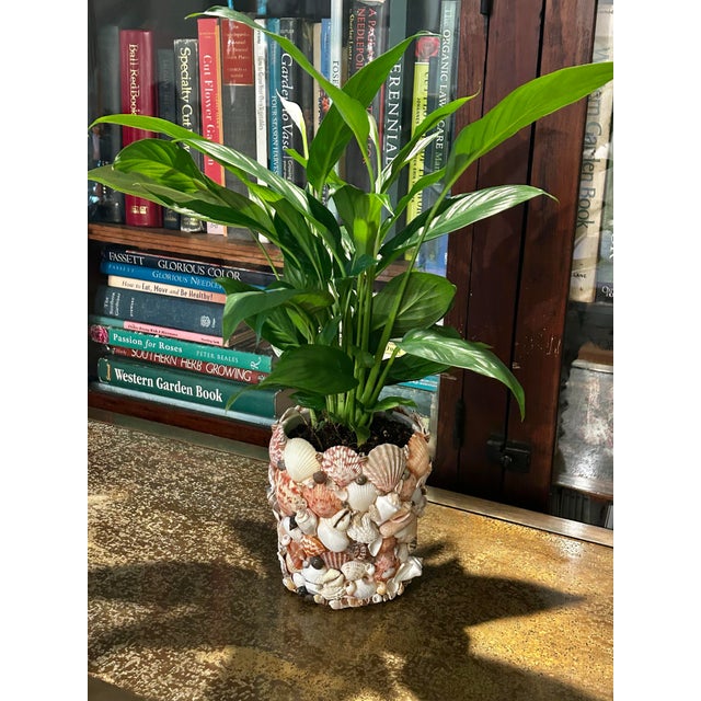 This shell encrusted planter or cache pot reveals something new each time you view it. The entire surface of the ceramic...