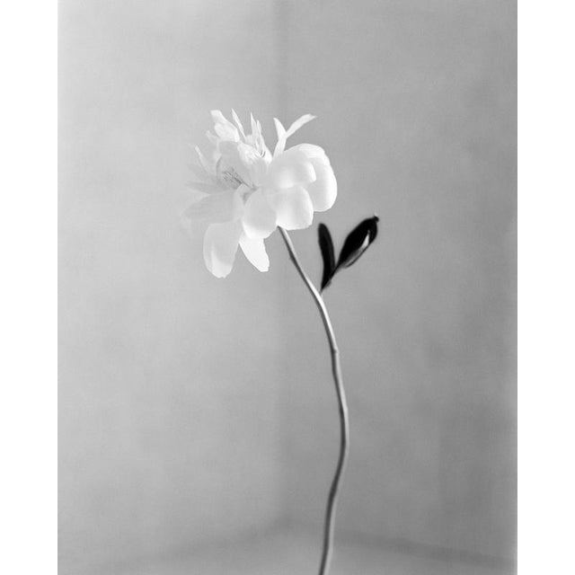 Peony No.16 - Analogue Black and White Floral Photography, 125 x 100 cm Peony No.16 is an analogue monochrome floral...