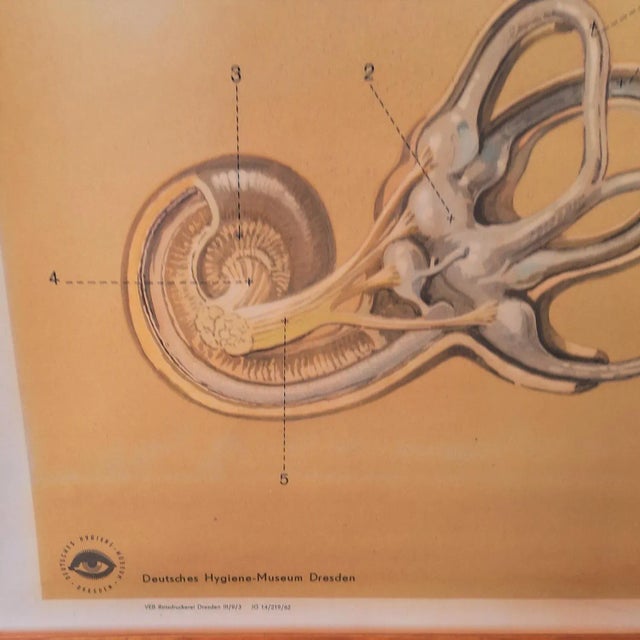 Vintage Training Poster of the Ear, 1930-1940 For Sale - Image 3 of 4