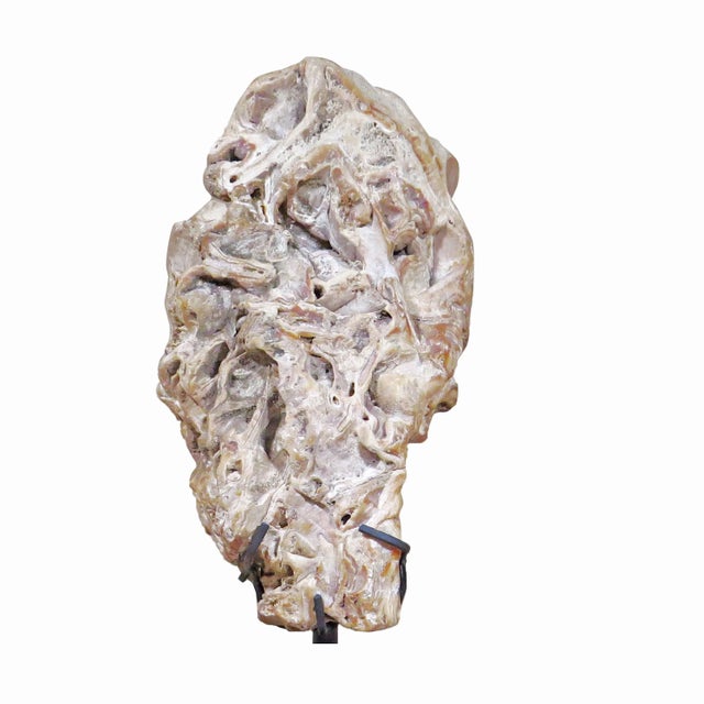 Contemporary Organic Modern Fossil Scholar Stone For Sale - Image 3 of 8