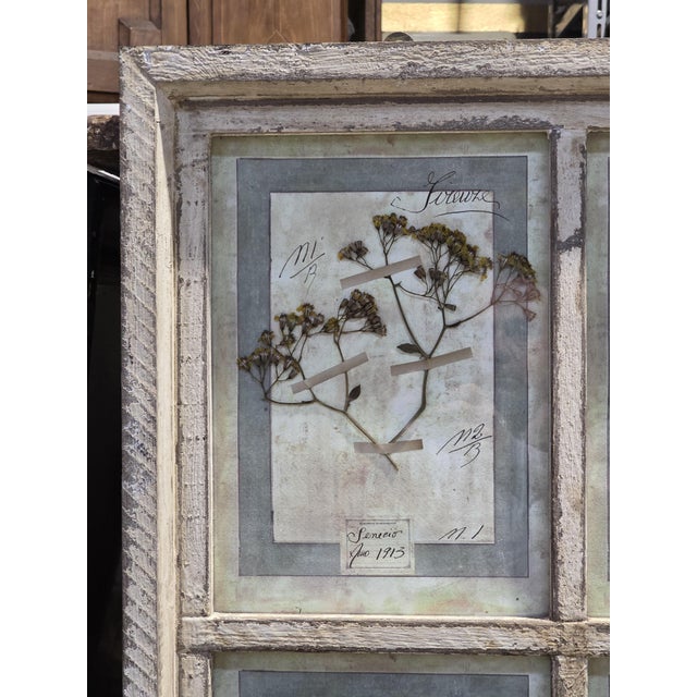 Decorative Panel with Framed Botanical Composition, 1920s For Sale - Image 12 of 14