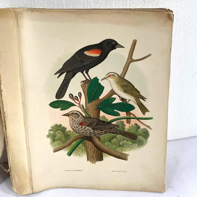 Rare Book Thomas G. Gentry Nests and Eggs of Birds of the United States For Sale - Image 11 of 16