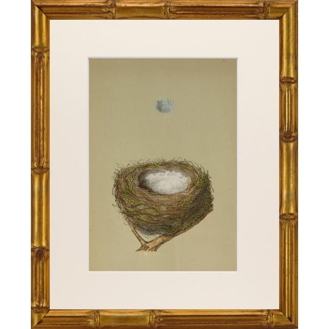 19th C. Francis Morris Bird Nest Woodblock Prints, c.1875 - Set of 6 For Sale In New York - Image 6 of 7