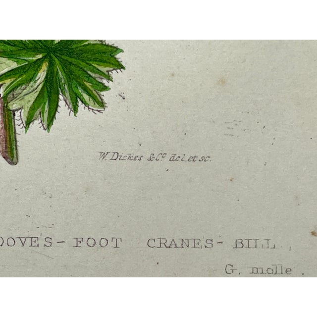 Antique Hand Colored Botanical Print /Illustration by W Dikes Co Demonstrating Various Types of Cranes-Bill Flowers From England- Circa 1870 For Sale - Image 10 of 12