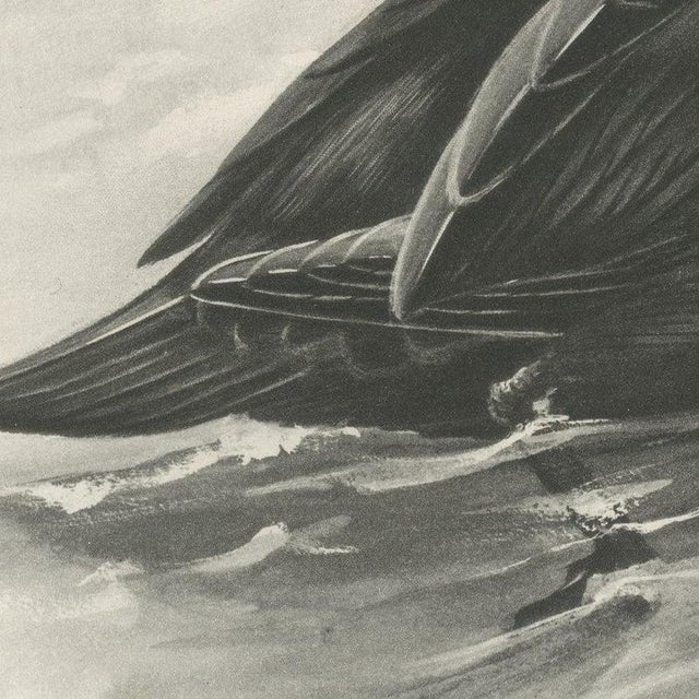 After Lilian Medland, Common Scoter, 1909, Print For Sale - Image 4 of 9
