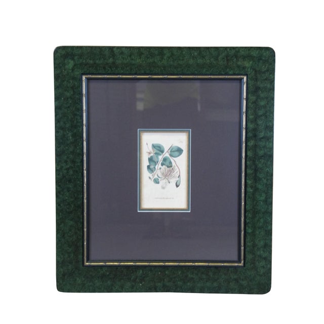 Pair of Antique Curtis Botanical Magazine Garden Colored engravings. Caper Shrub, No 291 Circa 1795 Frosted-Flowered...