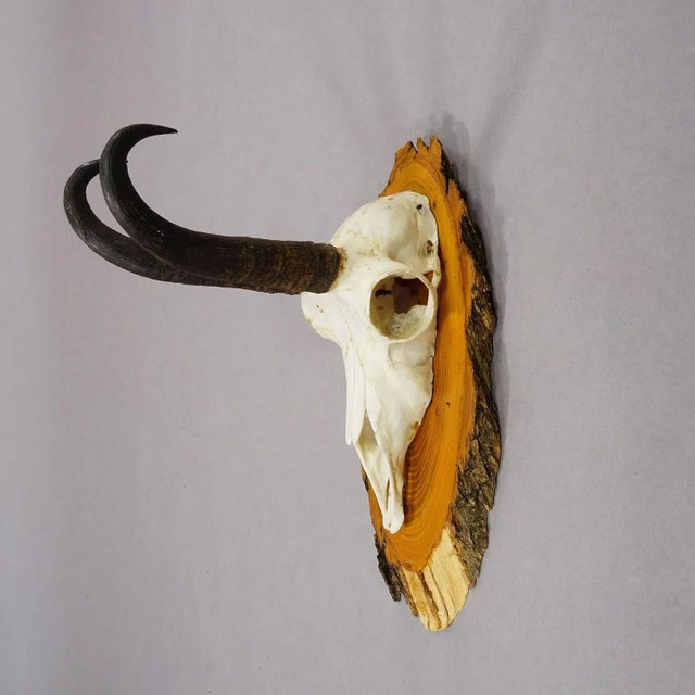 Vintage Set of Six Chamois Trophies on Wooden Plaques, Germany Ca. 1950s For Sale - Image 4 of 7