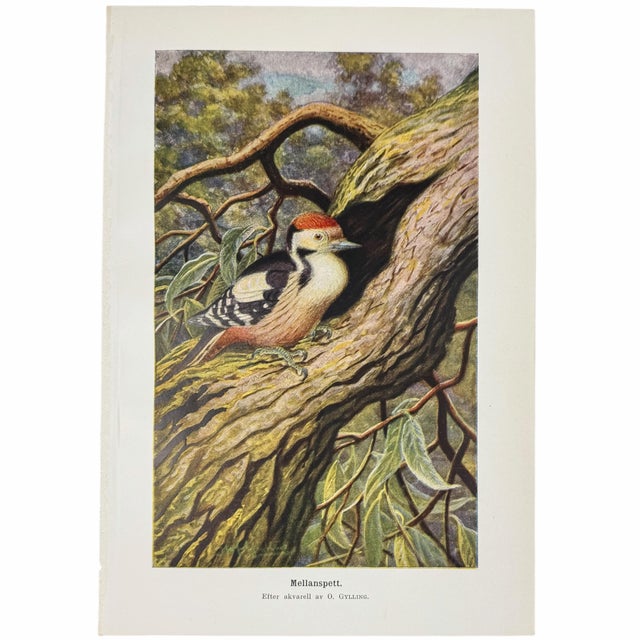 1920s Swedish Natural History Print Gallery - Set of 6 For Sale - Image 4 of 7