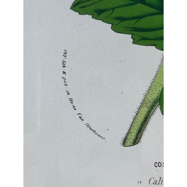 Glass Vintage Trowbridge Custom Framed Botanical Print “Cosmanthus Grandiflorus” After Louis Van Houtte (1810–1876) For Sale - Image 7 of 10