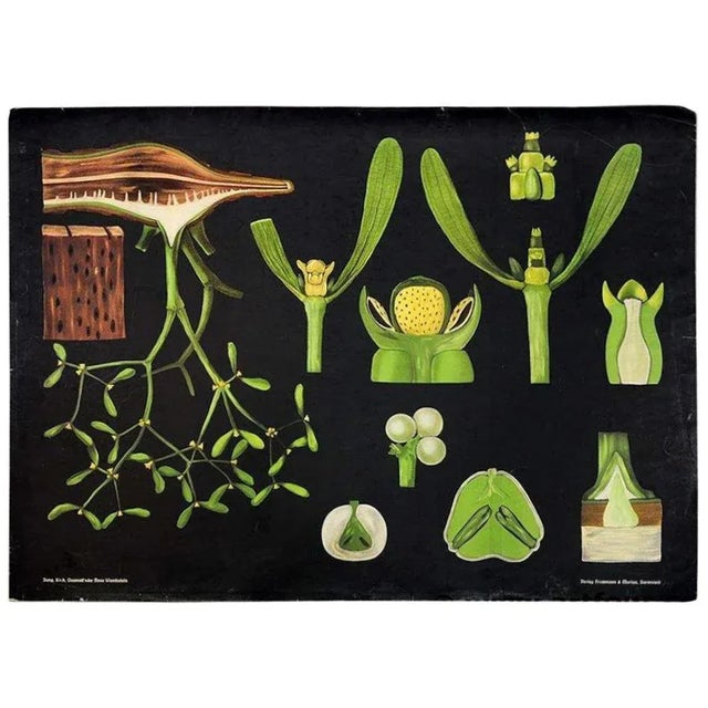 1920s Antique Mistletoe Christmas Decoration Wall Chart Poster by Jung Koch Quentell For Sale - Image 5 of 5