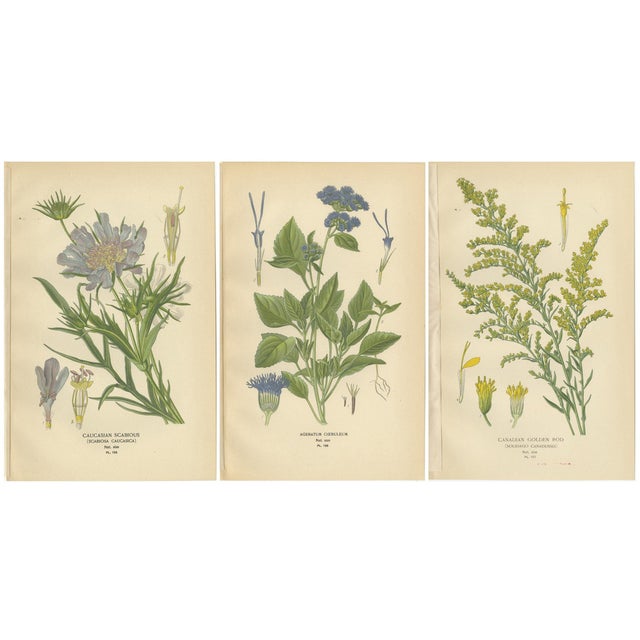 Caucasian Scabious, Ageratum Cœruleum & Canadian Goldenrod, 1897, Paper, Set of 3 For Sale