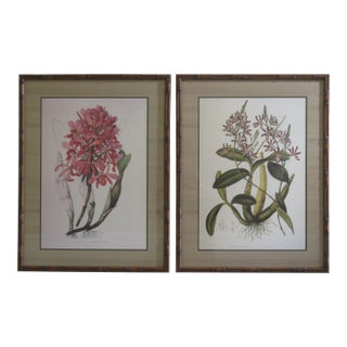 Framed and Matted Botanical Prints - a Pair For Sale