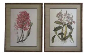 Framed and Matted Botanical Prints - a Pair