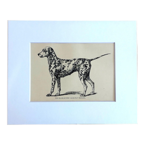 Antique 1890s Dog Print in 8 x 10 Mat: "The Black Spotted Dalmatian Berolina"