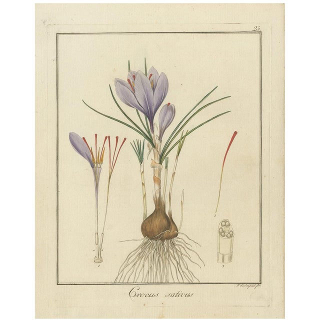 Paper F. Guimpel, Saffron Crocus, Crocus Sativus, 1819, Hand-Colored Engraving For Sale - Image 7 of 7