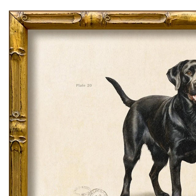 Various Artists Reproduction Art Print of Vintage "World of Dogs" Illustration (Black Labrador), Framed For Sale - Image 4 of 4