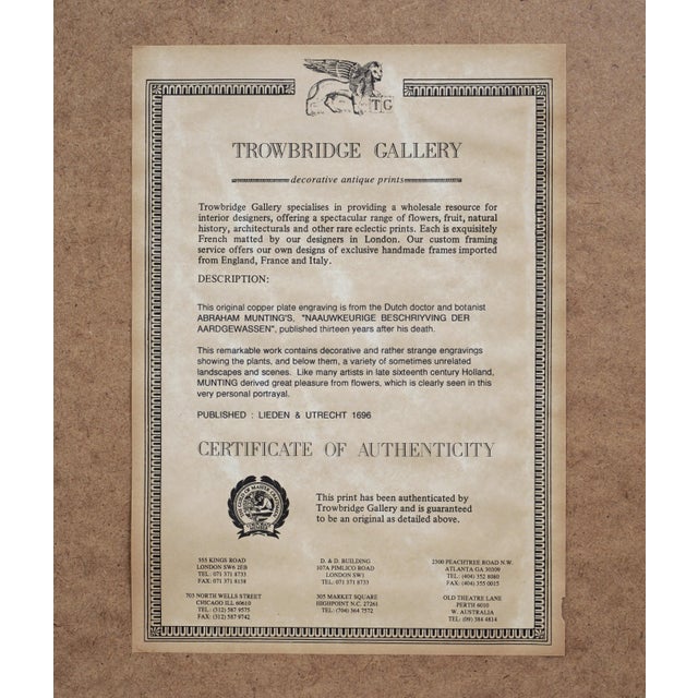 Antique Botanical Engravings Abraham Munting Matted & Framed Wall Art - A Pair For Sale In Philadelphia - Image 6 of 6