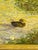 Vintage Impressionist Coastal Landscape Painting With Ducks, Signed & Framed For Sale - Image 6 of 18