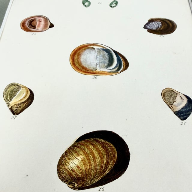 Trio of 19th-Century Hand-Colored Sowerby Coastal Shell Engravings in Walnut Frames For Sale - Image 9 of 10