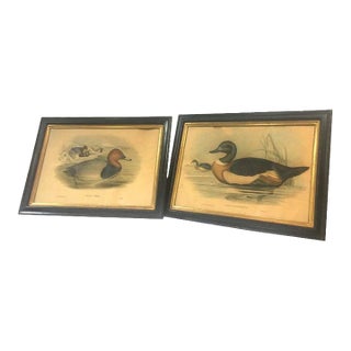 Pair of 19thc Hand-Colored Lithographs of Ducks by John Gould & h.c. Richter For Sale