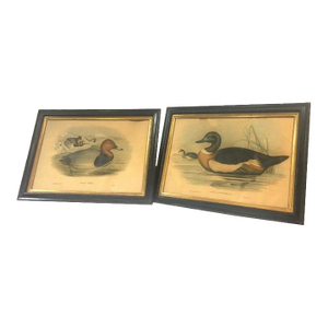 Pair of 19thc Hand-Colored Lithographs of Ducks by John Gould & h.c. Richter