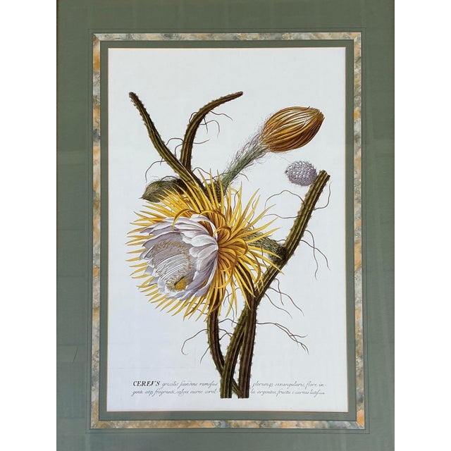 Vintage Ehret Botanical Plates - Set of 2 For Sale - Image 10 of 12