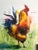 Rooster by Conrado López | Acrylic, gold leaf, and oil on canvas of a colorful rooster For Sale