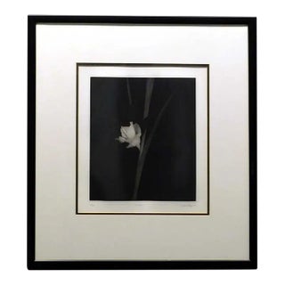 Paula Taylor Gladiola Flowers Etching on Paper With Custom Frame For Sale