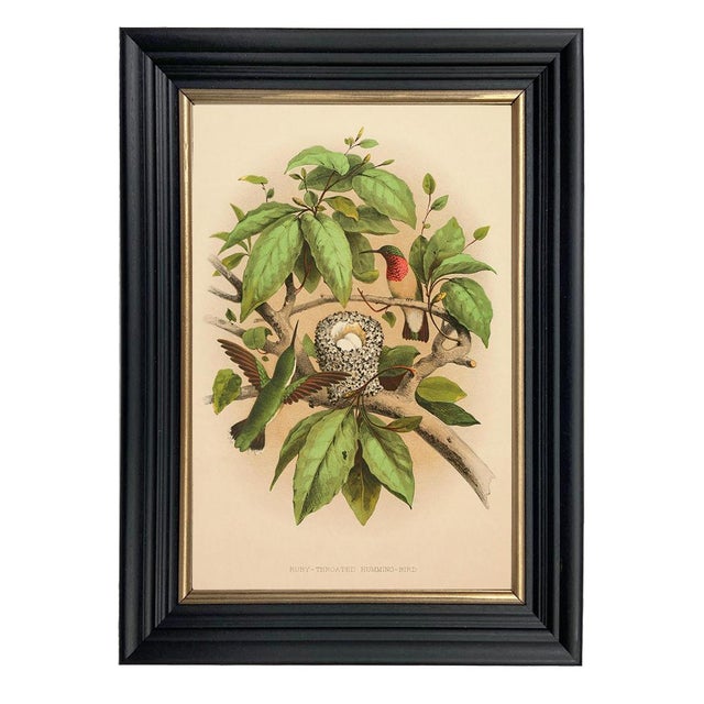 Not Yet Made - Made To Order Set of 4 American Bird Illustration Framed Prints, Black & Gold Frame For Sale - Image 5 of 7