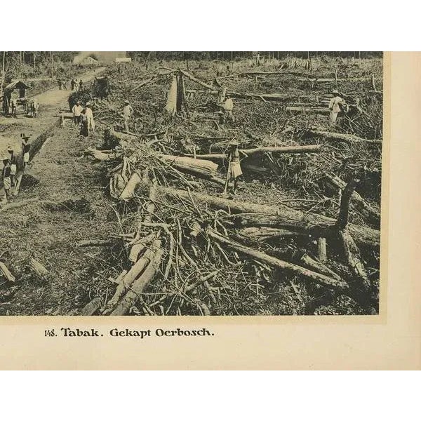 1910s Kleynenberg, Felling Timber, 1910, Paper For Sale - Image 5 of 6