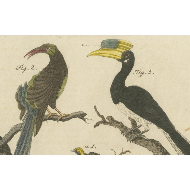 Bertuch, Toucan, Hornbill and Birds of Paradise, 1790, Engraving For Sale - Image 6 of 10