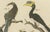 Bertuch, Toucan, Hornbill and Birds of Paradise, 1790, Engraving For Sale - Image 6 of 10