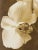 Orchid 2 - Signed limited edition archival pigment print - Edition of 8 Photography and Bichromate print : 2010 Pigment...