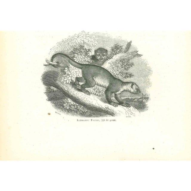 Kinkajou Potto is an original lithograph on ivory-colored paper, realized by Paul Gervais (1816-1879). The artwork is from...