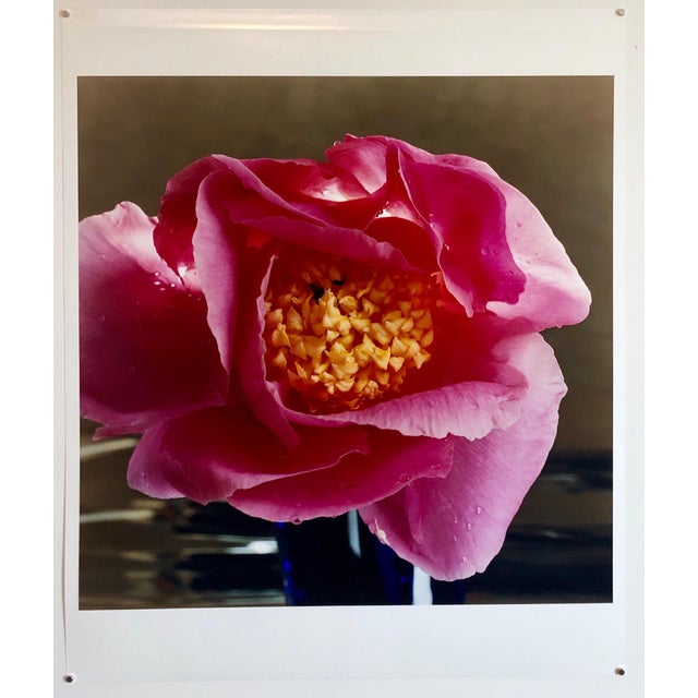 Peter C. Jones 1, A Bientot, Large Format Pink Flower Photo 24X20 Color Photograph Beach House RI, 2005 For Sale - Image 4 of 4