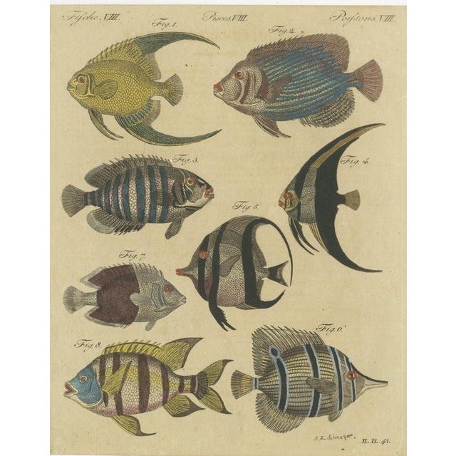 Bertuch, Angelfish, Butterflyfish and Moorish Idol, 1805, Print For Sale - Image 12 of 12