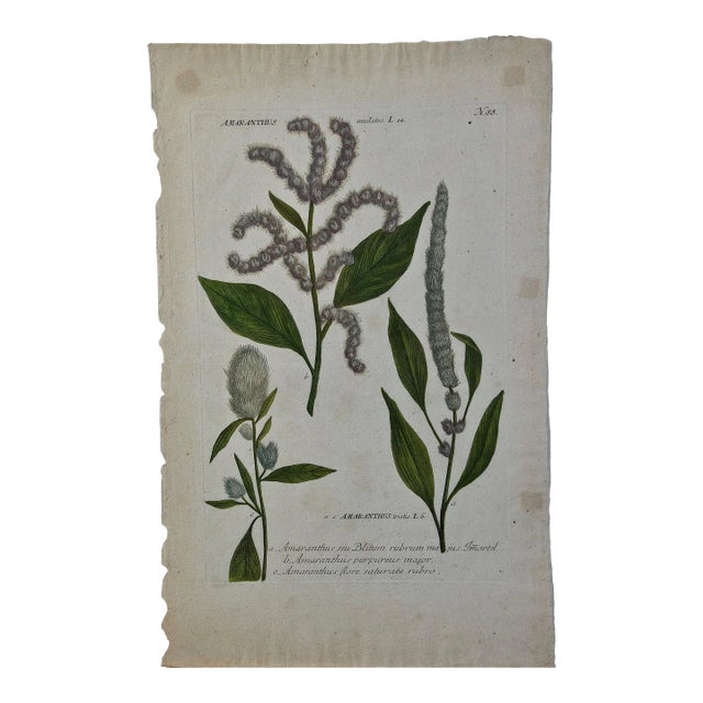 Purple Amaranth: 18th Century Hand Colored Botanical Engraving by J. Weinmann For Sale