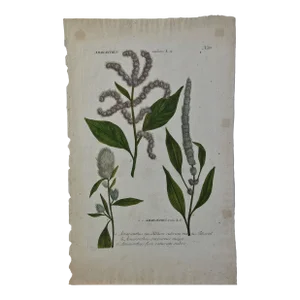 Purple Amaranth: 18th Century Hand Colored Botanical Engraving by J. Weinmann