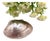 Silver Clam-Shaped Pill Box For Sale