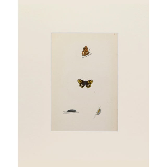 Hand colored butterfly lithograph showing different stages and sexes of a butterfly species from caterpillar to chrysalis...