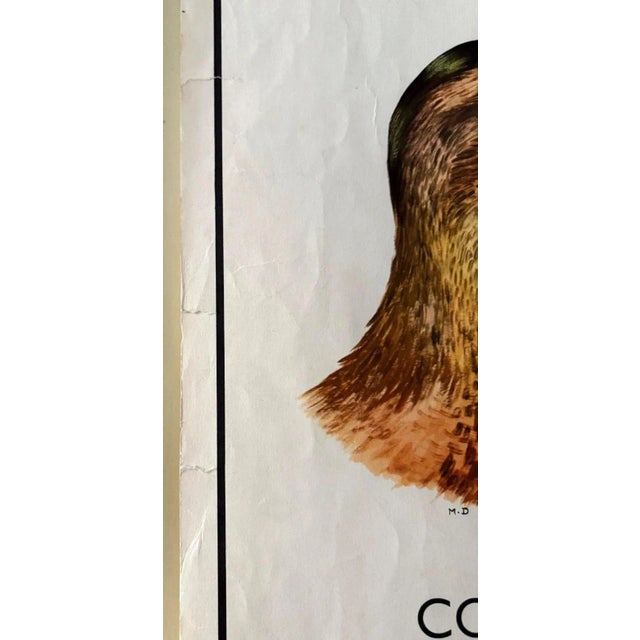 Rossignol 1960s Two-Sided French School Science Poster - Reptiles & Birds, 34x29 For Sale In Tampa - Image 6 of 11