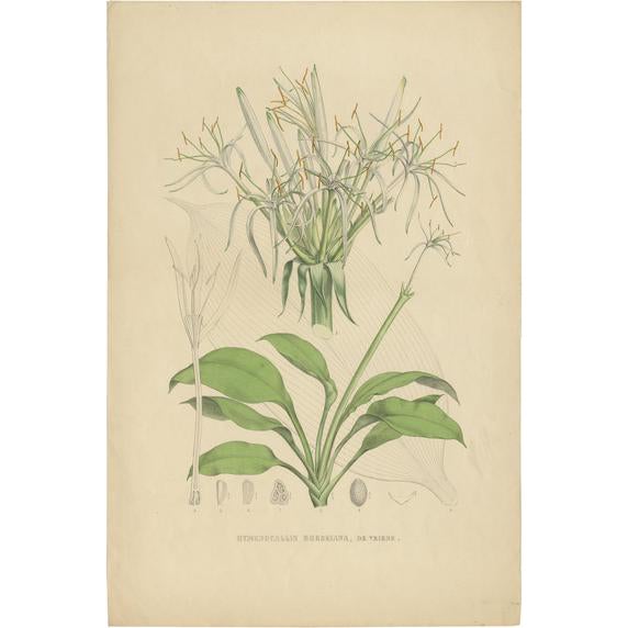 De Vriese, Hymenocallis Tubiflora, 1847, Print on Paper For Sale