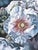2000s "White Hollyhock" Gallery Wrapped Oil Painting by Judith Moore For Sale