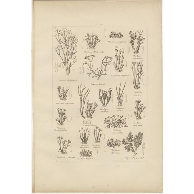 Otto Müller & G. Pabst, Botanical Prints, Germany, 1874, Lithographs on Paper, Set of 6 For Sale - Image 11 of 14