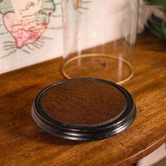 Late 19th Century 1870's Large Antique Collector's Dome For Sale - Image 5 of 9