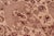 Shabby Chic 1990's Pak-Persian Beige/Brown Wool Rug - 8'3'' X 10'3'' For Sale - Image 4 of 9