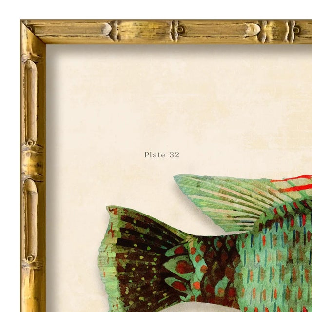 Various Artists Contemporary Reproduction of Vintage Fish (4) Art Print, Framed For Sale - Image 4 of 5