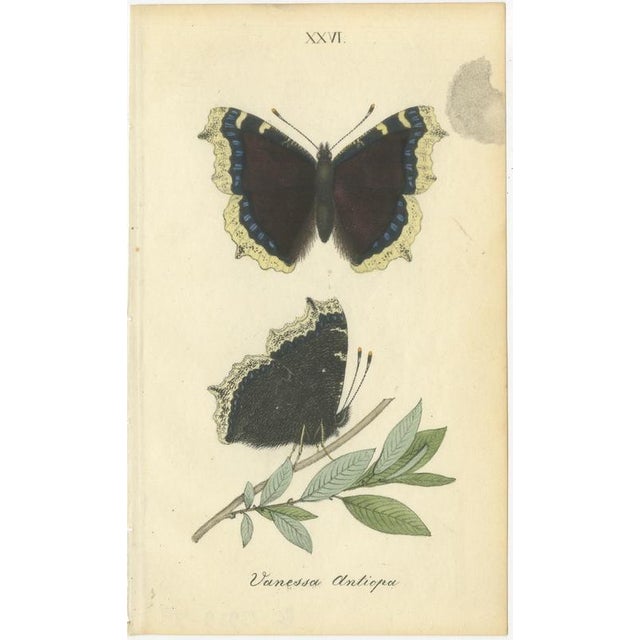 Black William Home Lizars, Cabinet-Size Butterfly Jewel-Tone Species, 1835, Engravings, Set of 6 For Sale - Image 8 of 9
