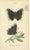 Black William Home Lizars, Cabinet-Size Butterfly Jewel-Tone Species, 1835, Engravings, Set of 6 For Sale - Image 8 of 9
