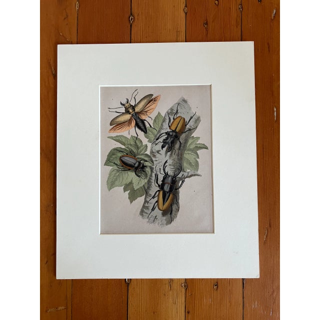 Variety of Colorful Beetles Bugs Illustrative Lithograph, C-1866 For Sale - Image 9 of 9
